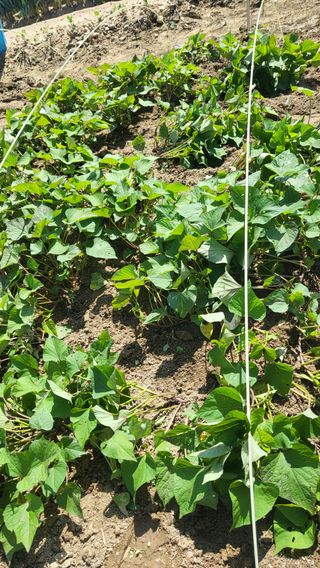 늘푸른 농장주님의 고추 · 영농일지 작성글 사진