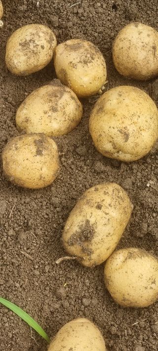 박사원농장님의 감자 · 영농일지 작성글 사진