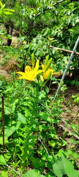 팜모닝 기타작물·영농일지 게시글 이미지