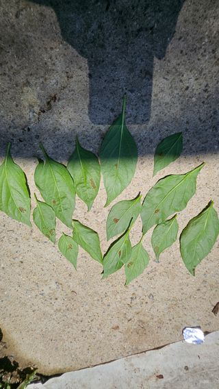 박정식님의 매실 · 영농일지 작성글 사진