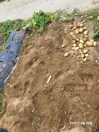 강정아님의 감자 · 영농일지 작성글 사진