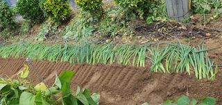 김성태님의 파 · 영농일지 작성글 사진