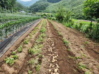 드래곤 님의 감자 · 영농일지 작성글 사진