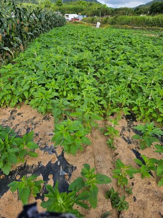 정복화님의 고추 · 영농일지 작성글 사진