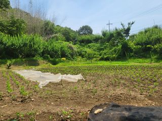 최문열님의 기타작물 · 영농일지 작성글 사진