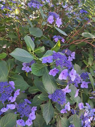 고산국토사랑풀뽑기님의 기타작물 · 영농일지 작성글 사진