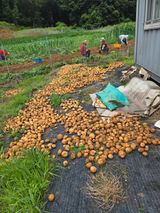 팜모닝 감자·영농일지 게시글 이미지