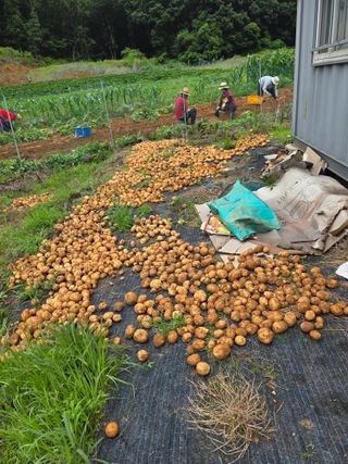 윤석은님의 감자 · 영농일지 작성글 사진