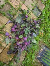 팜모닝 기타작물·영농일지 게시글 이미지