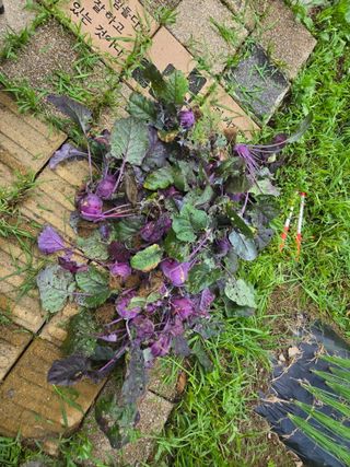 강호지인님의 기타작물 · 영농일지 작성글 사진