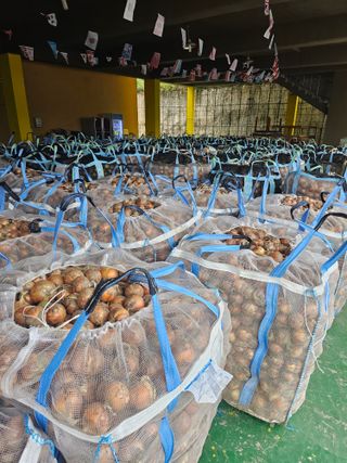 권정식님의 양파 · 영농일지 작성글 사진