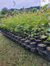 팜모닝 기타작물·영농일지 게시글 이미지