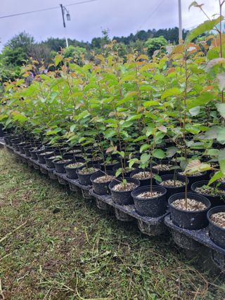 이선미님의 기타작물 · 영농일지 작성글 사진