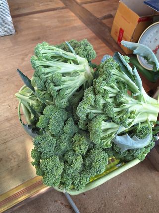 정희군님의 감자 · 영농일지 작성글 사진