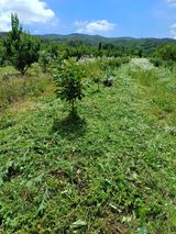 팜모닝 기타작물·영농일지 게시글 이미지