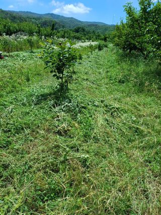 12345우각장당리님의 기타작물 · 영농일지 작성글 사진