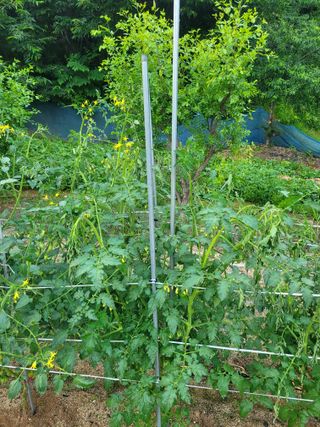 민원배님의 기타작물 · 영농일지 작성글 사진