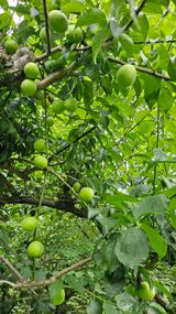 팜모닝 매실·영농일지 게시글 이미지