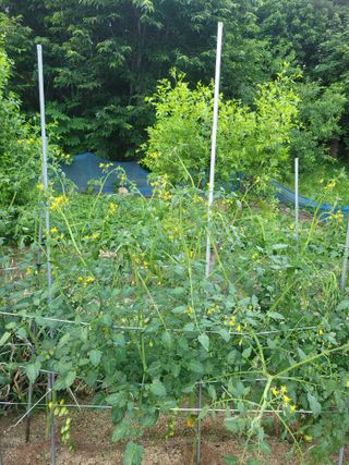 민원배님의 기타작물 · 영농일지 작성글 사진