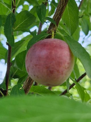매실향기차향기님의 매실 · 영농일지 작성글 사진
