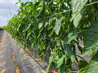 정양면 님의 고추 · 영농일지 작성글 사진