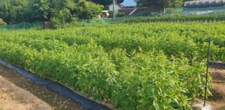 Kns4324님의 기타작물 · 영농일지 작성글 사진