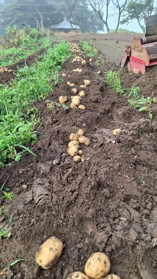 이병찬님의 감자 · 영농일지 작성글 사진