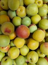 팜모닝 매실·영농일지 게시글 이미지