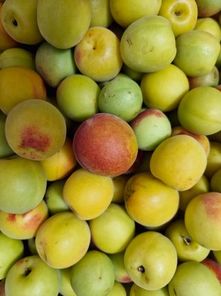 매실향기차향기님의 매실 · 영농일지 작성글 사진