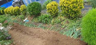 김성태님의 파 · 영농일지 작성글 사진