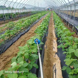 김진영님의 콩 · 영농일지 작성글 사진