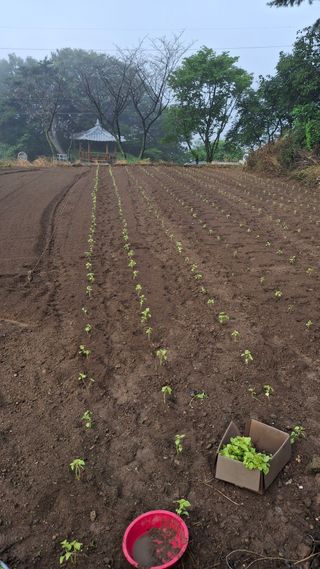 이병찬님의 들깨 · 영농일지 작성글 사진