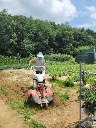 김용민님의 들깨 · 영농일지 작성글 사진