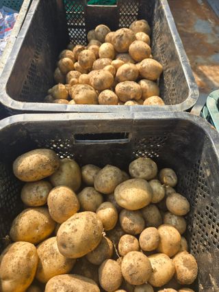 강화화도님의 기타작물 · 영농일지 작성글 사진