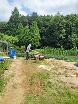 팜모닝 들깨·영농일지 게시글 이미지