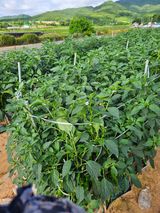 팜모닝 고추·영농일지 게시글 이미지