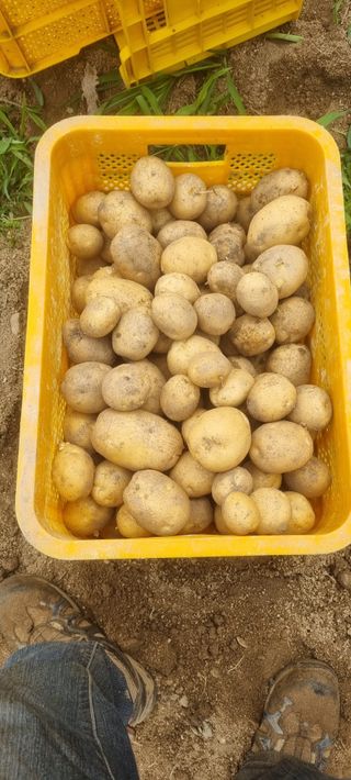 박사원농장님의 감자 · 영농일지 작성글 사진