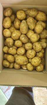 팜모닝 감자·영농일지 게시글 이미지