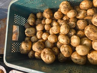 강화화도님의 기타작물 · 영농일지 작성글 사진