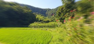 반성식님의 기타작물 · 영농일지 작성글 사진