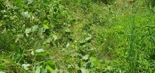 반성식님의 기타작물 · 영농일지 작성글 사진