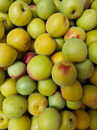 매실향기차향기님의 매실 · 영농일지 작성글 사진