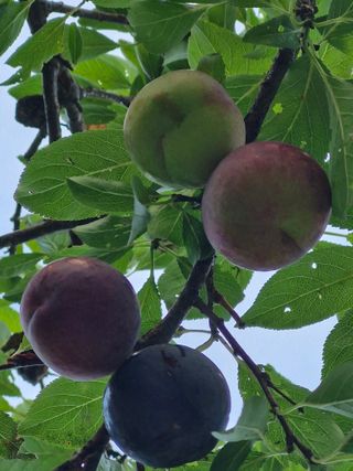 매실향기차향기님의 매실 · 영농일지 작성글 사진