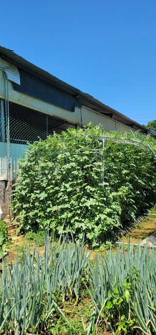 신영식님의 기타작물 · 영농일지 작성글 사진