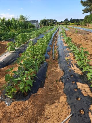 체리123님의 참깨 · 영농일지 작성글 사진