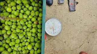 박정식님의 매실 · 영농일지 작성글 사진