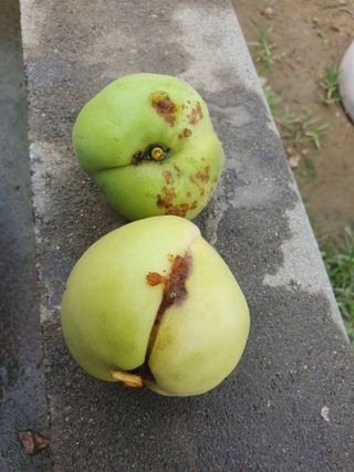 임마누엘님의 복숭아 · 영농일지 작성글 사진