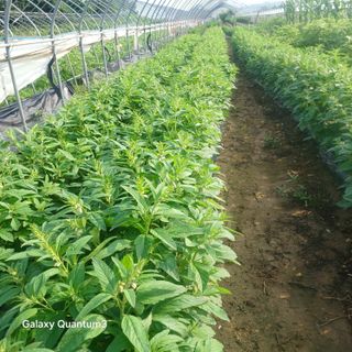 김진영님의 콩 · 영농일지 작성글 사진