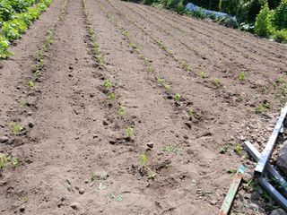 이종득님의 기타작물 · 영농일지 작성글 사진