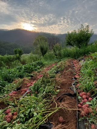 정연섭님의 기타작물 · 영농일지 작성글 사진